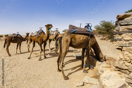 camels drink water