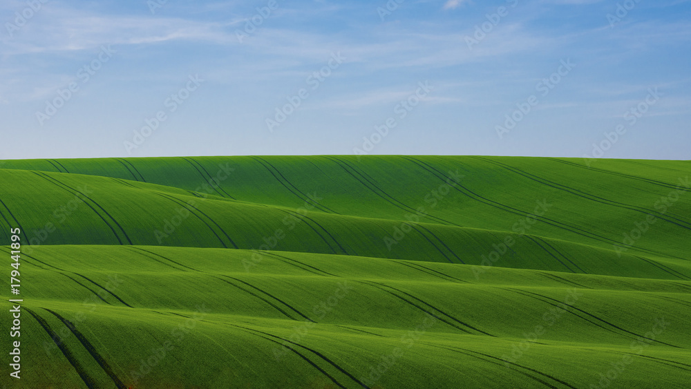 Green field of young grain with traces of a tractor in Moravian Tuscany in the Czech Republic, under a blue sky