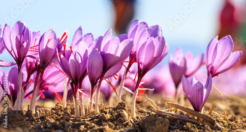 Fototapeta Naklejka Na Ścianę i Meble -  Close up of saffron flowers in a field at autumn