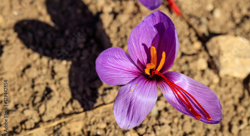 Close up of a saffron flower in a field at autumn