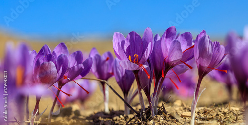 Close up of saffron flowers in a field at autumn photo