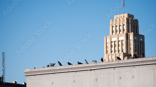 Pigeons on a ledge