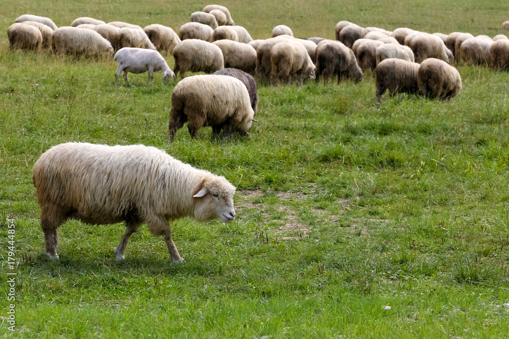 Several sheep in the meadow Several sheep in the meadow
