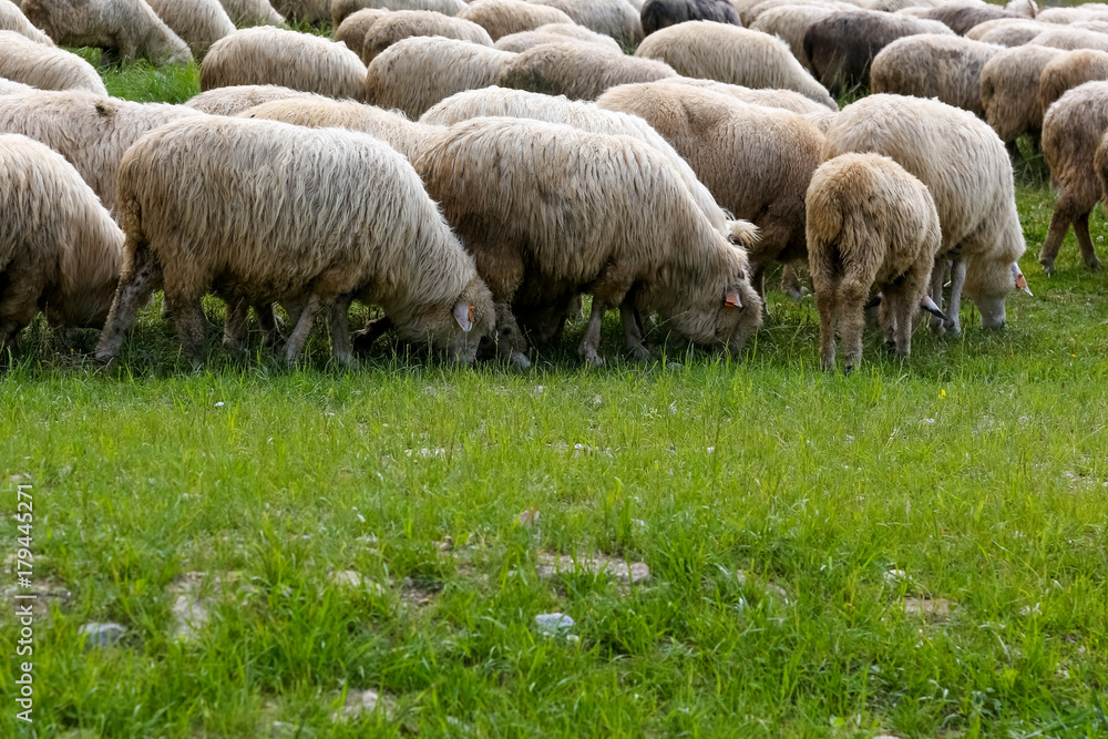 The sheep flock is fed with grass in the meadow The sheep flock is fed with grass in the meadow