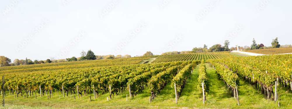 detailed view of Grapevines in autumn with colorful leaves