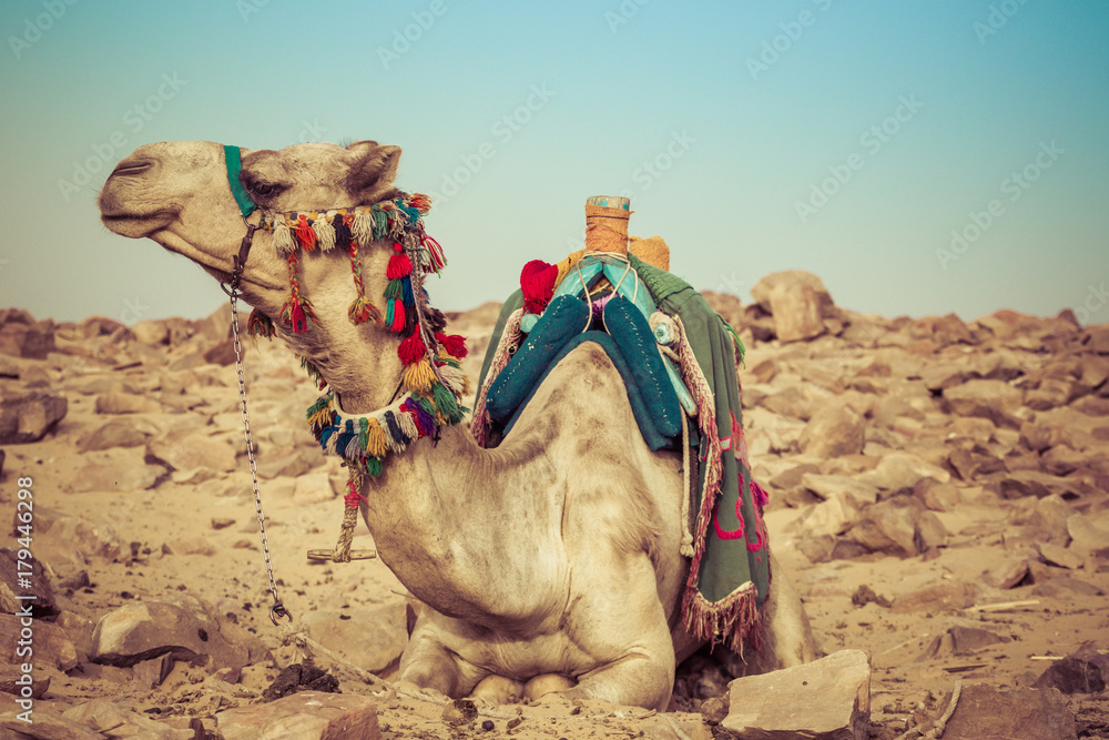 Fototapeta premium Camel lay with traditional Bedouin saddle in Egypt