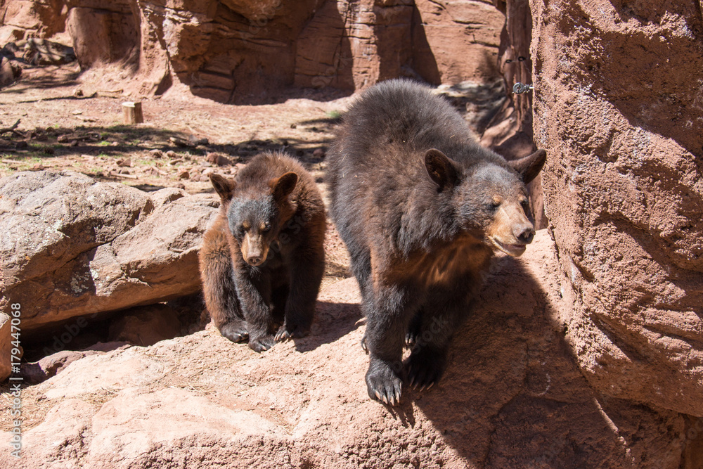 Naklejka premium Bears in Bearizona Williams Arizona USA