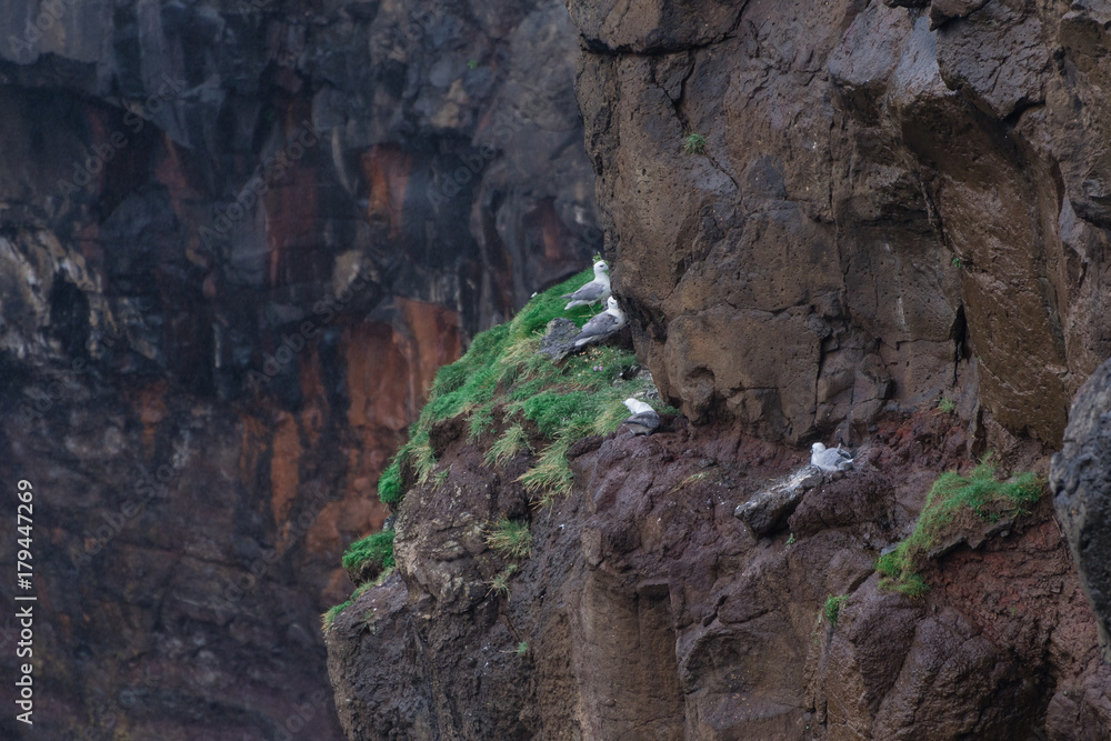 seagull nest on the cliff in Mykines