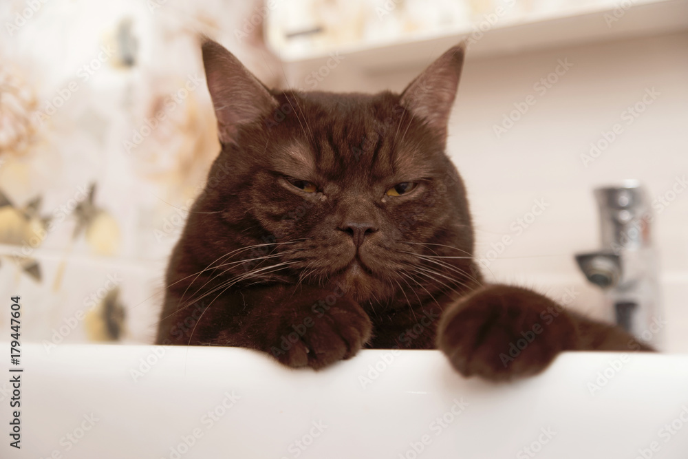 Scottish-Straight brown chocolate cat lies in the bowl of the washbasin.