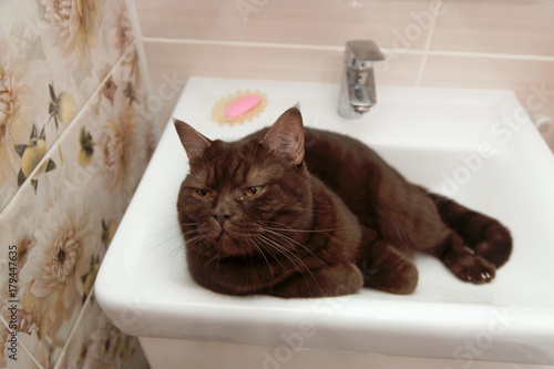 Scottish-Straight brown chocolate cat lies in the bowl of the washbasin.