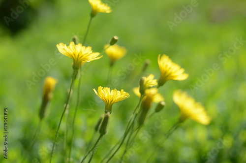 the yellow flowers against the background of green vegetation in the morning © Светлана Бражникова