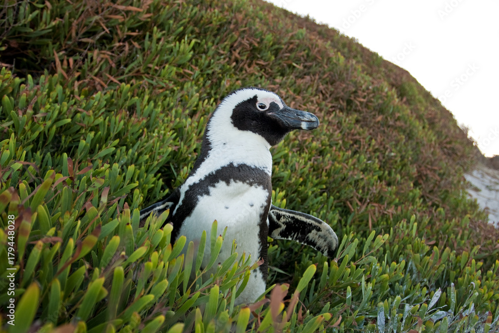 Obraz premium African penguin, spheniscus demersus, South Africa