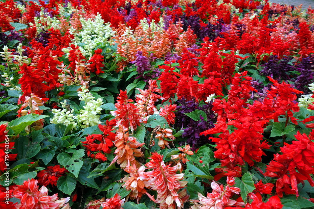 Beautiful blossoming flowers Beautiful blossoming flowers