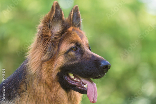 Deutscher Schäferhund