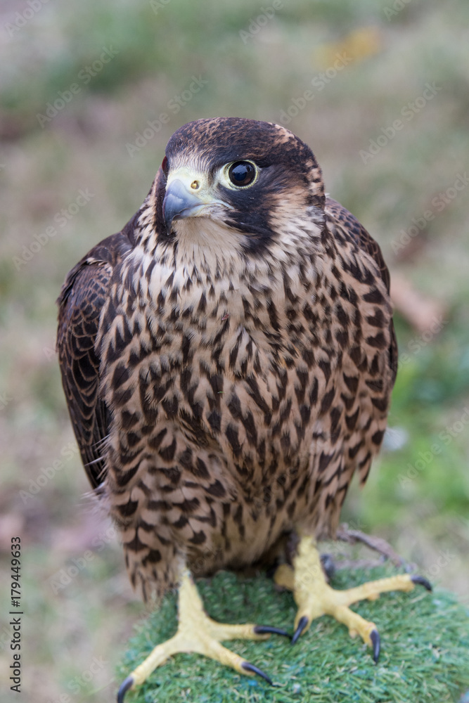 Portrait of Peregrine Falcon (Falco peregrinus) aka Duck Hawk the fastest animal on eart Portrait of Peregrine Falcon (Falco peregrinus) aka Duck Hawk the fastest animal on eart