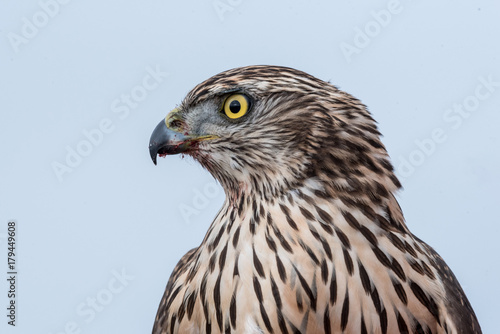 Falcon with a bloody beak after a meal. Bird of prey © popovj2