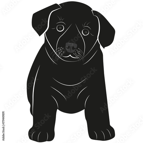 Picture of a puppy. Little dog