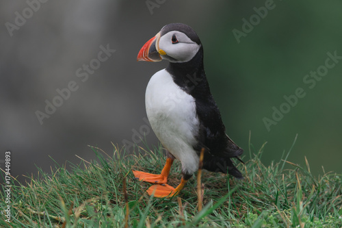 Puffin on the cliffs of Mykines island in the Faroe Islands © alessandro