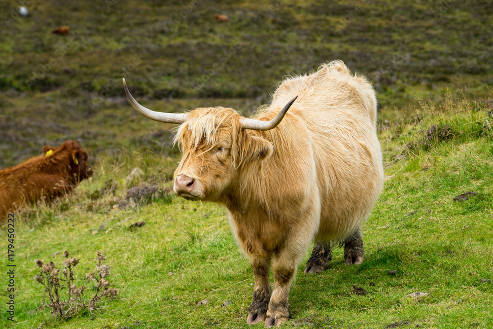 Furry highland cow in Isle of Skye, Scotland Furry highland cow in Isle of Skye, Scotland