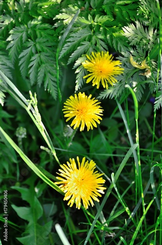 summer meadow