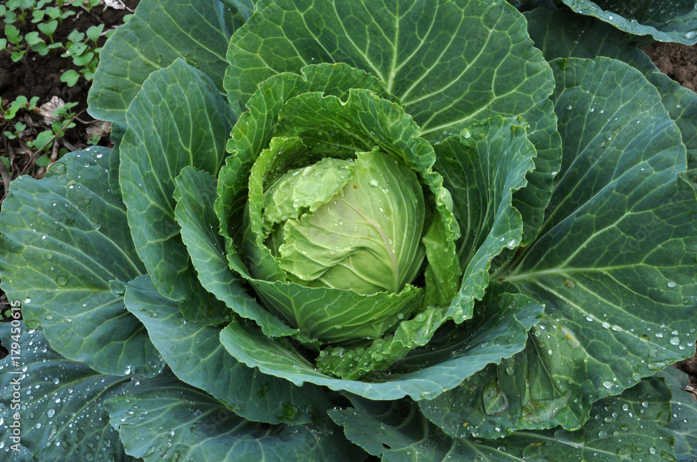 Obraz premium Head of white cabbage