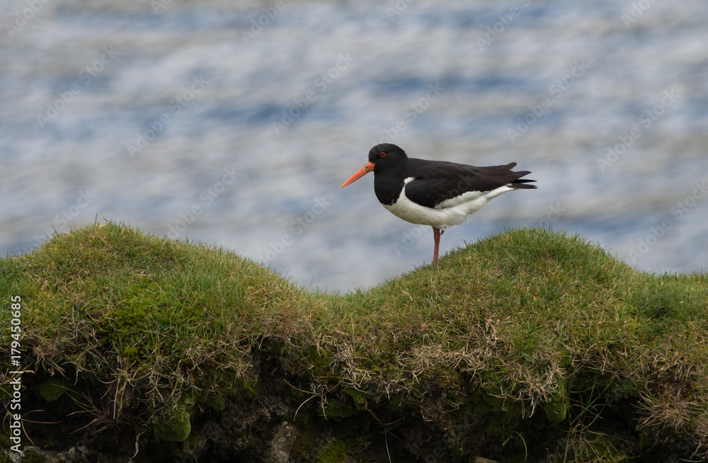 Oyster catcher on the top of a cliff Oyster catcher on the top of a cliff