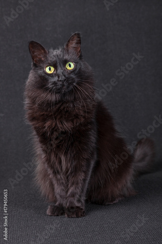 Cute black cat sitting, facing and looking at the camera acting curious on a dark background. Long hair Turkish Angora breed. Adult female.