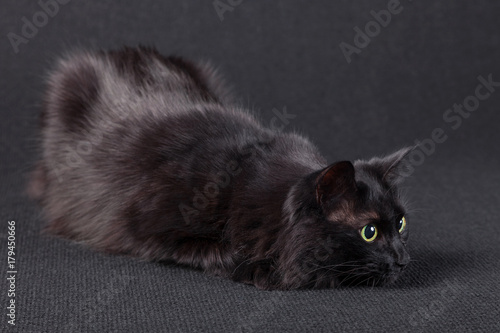 Cuadro en lienzo Playful black cat on a dark background, lying down in a hunting position and preparing a jump to attack
