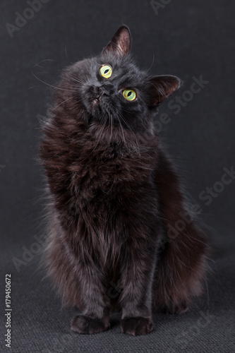 Fotografie Black cat sitting on a dark background and acting very curious by tilting the head in a funny and cute pose