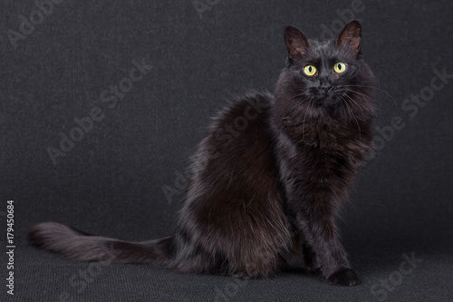 Fotografie Portrait of a cute black cat sitting sideways and looking at the camera on a dark background