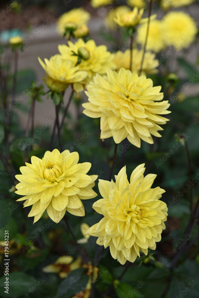 Dahlia jaune en été au jardin Dahlia jaune en été au jardin