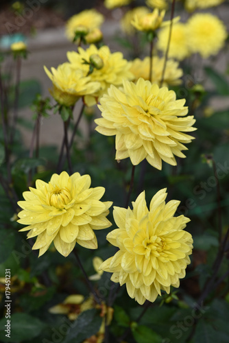 Fototapeta Naklejka Na Ścianę i Meble -  Dahlia jaune en été au jardin