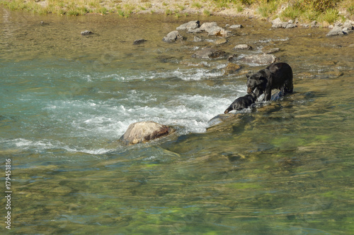 Konstfotografi Mother bear helping her cub stucked in river