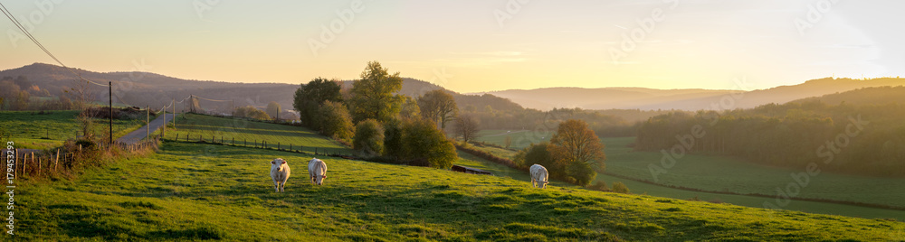 panorama d'un coucher de soleil sur la campagne avec des vaches dans un pré et des montagnes au fond - obrazy, fototapety, plakaty 