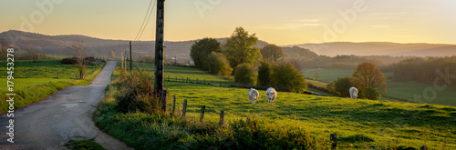 Un panorama sur une route de campagne au coucher de soleil, avec des vaches dans un prés photo