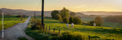 Foto Un panorama sur une route de campagne au coucher de soleil, avec des vaches dans