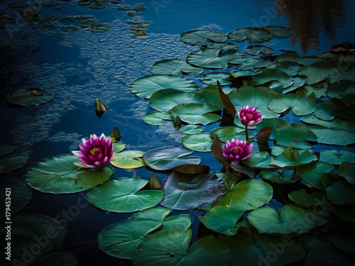 Schilderij op canvas Wiew of pink water lilies.