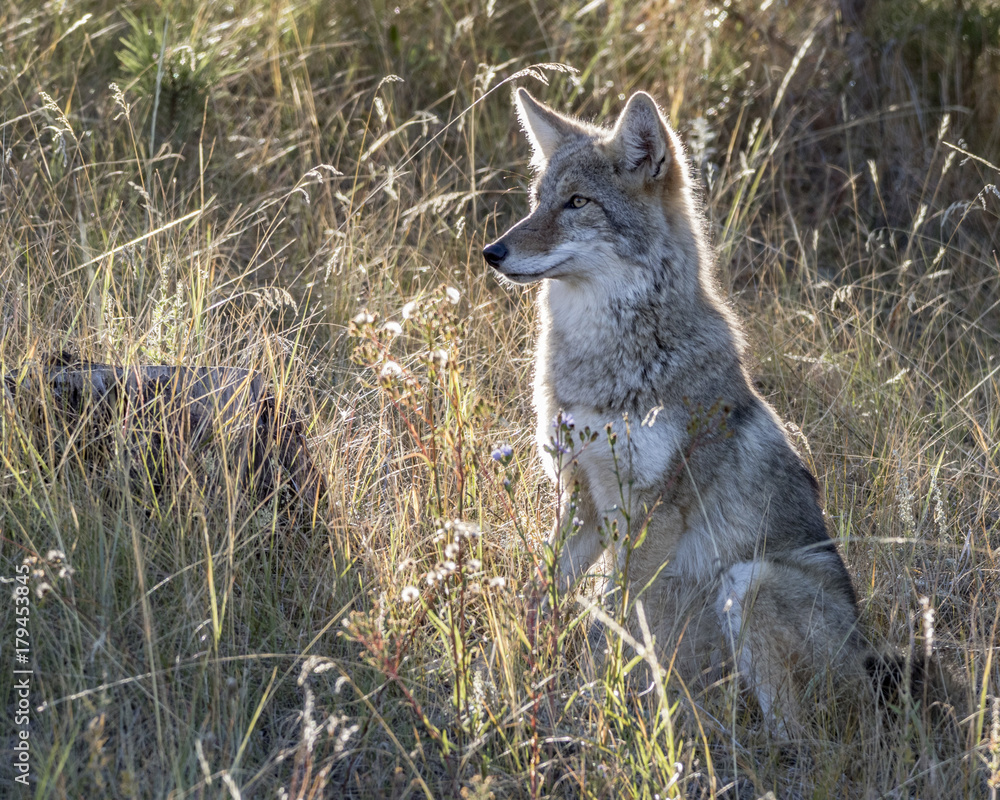 Coyote in the Golden Sunlight of afternoon Coyote in the Golden Sunlight of afternoon
