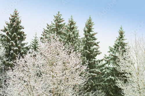 Snowy trees in frosty forest © servickuz