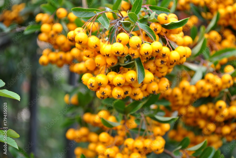 Fototapeta premium Ognik szkarłatny, Pyracantha coccinea