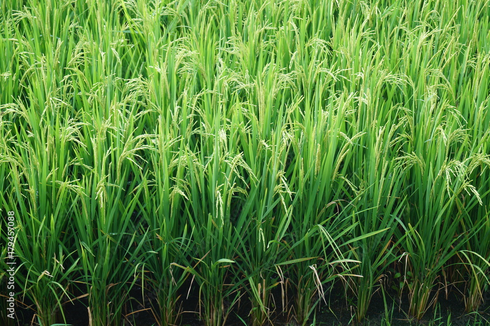 Rice Field Rice Field