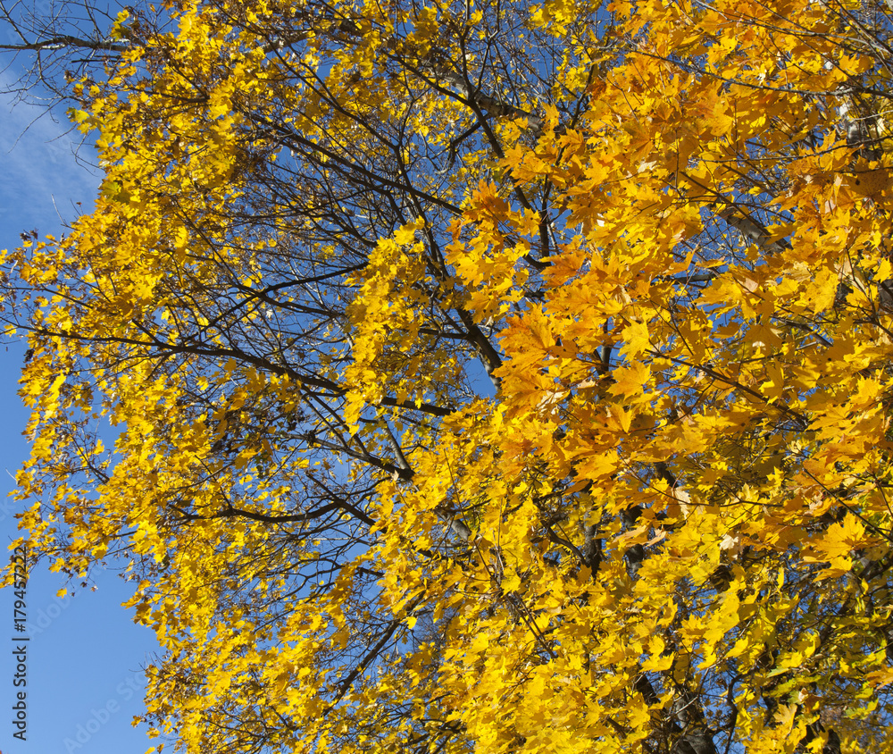 Golden maple leaves Golden maple leaves