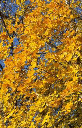 Golden maple leaves, autumn