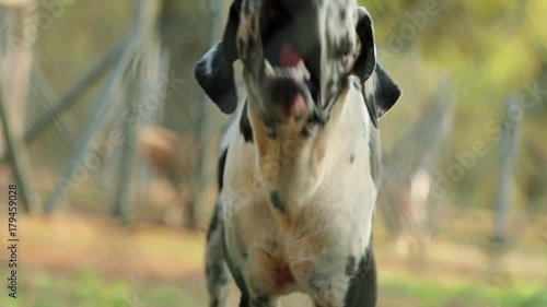 Dog barking in slow-motion 120fps. Portrait of Great Dane dog breed barking photo