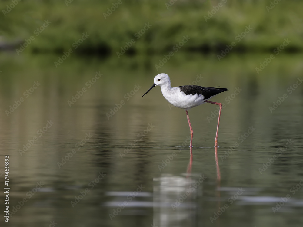 Black-winged Stilt with Reflection Portrait