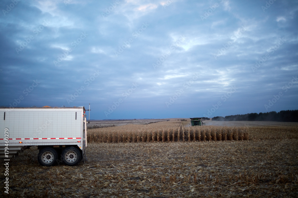 Farm trailer or truck waiting in a maize field