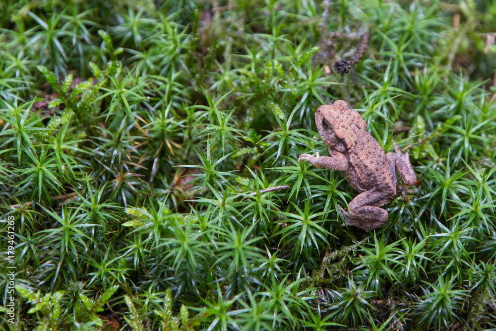 forest toad sitting on moss forest toad sitting on moss
