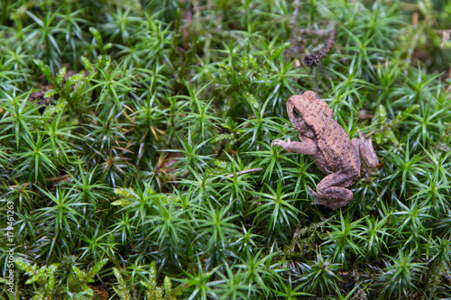 forest toad sitting on moss