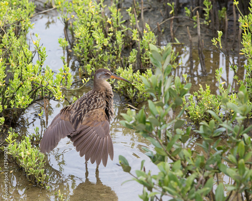 Clapper Rail