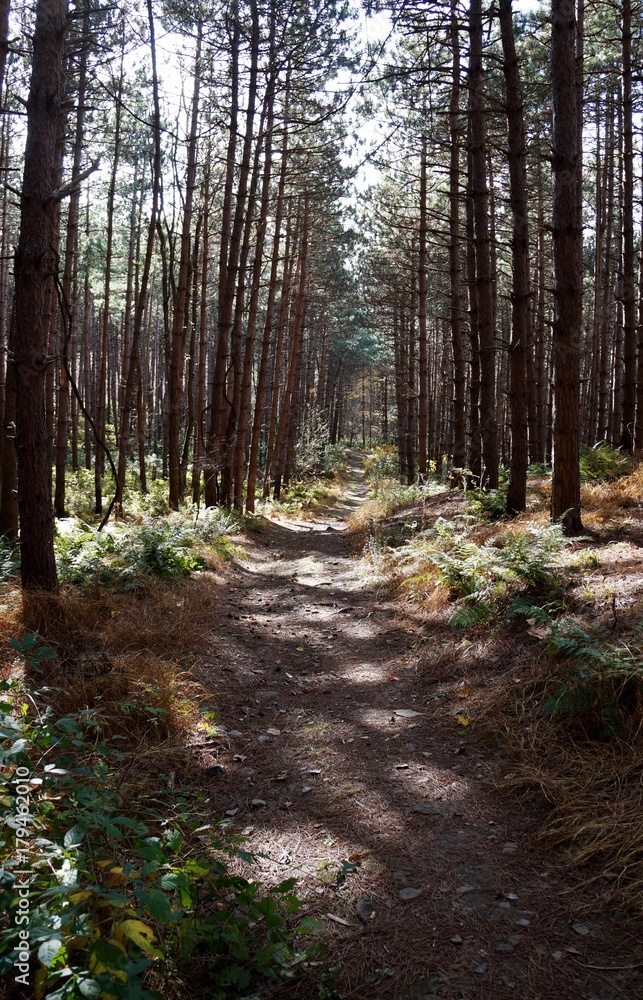 Larch Hill Trail, Frances Slocum State Park, Pennsylvnia Larch Hill Trail, Frances Slocum State Park, Pennsylvnia